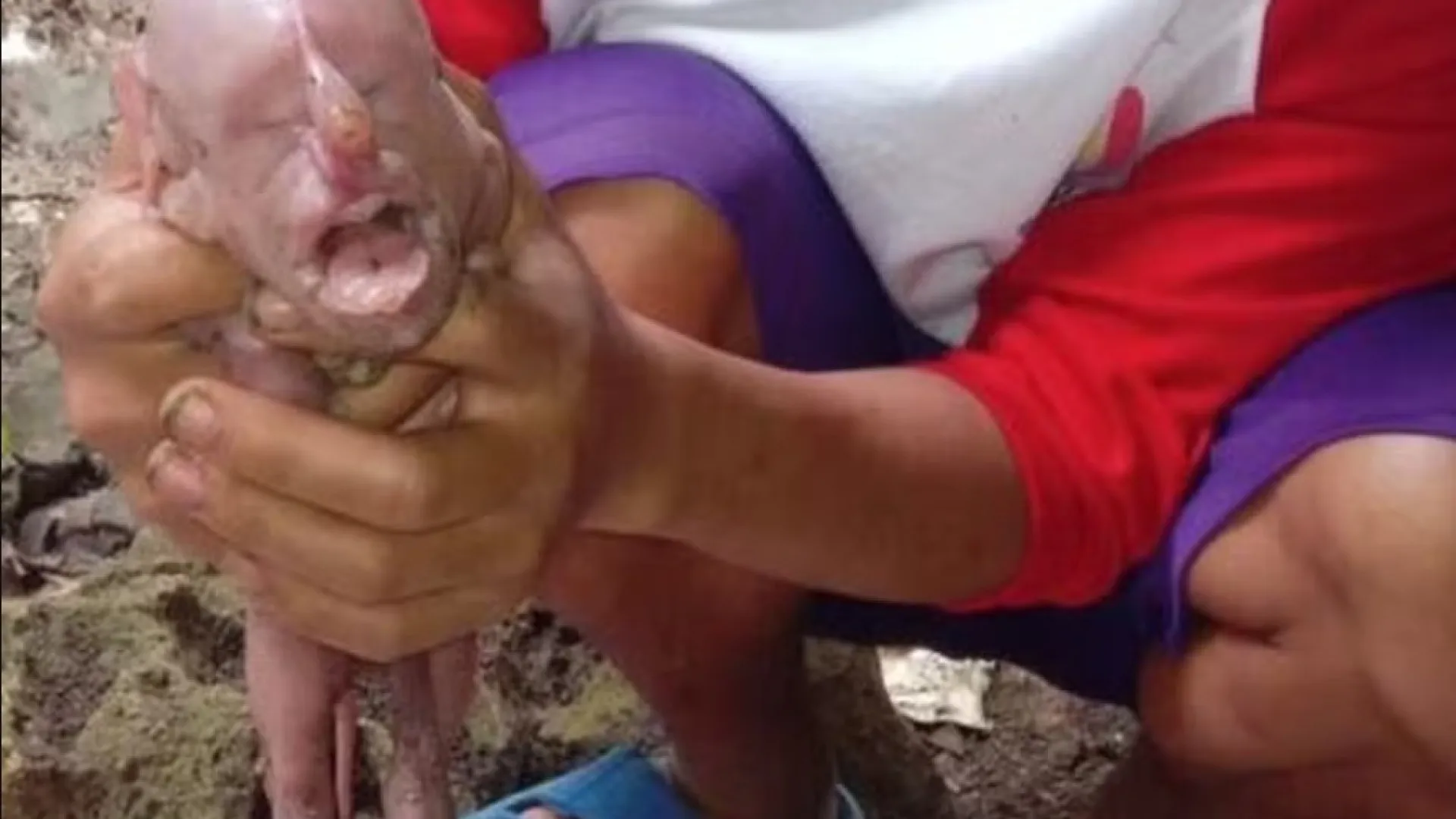 Porca dá à luz filhote com 'rosto humano' nas Filipinas