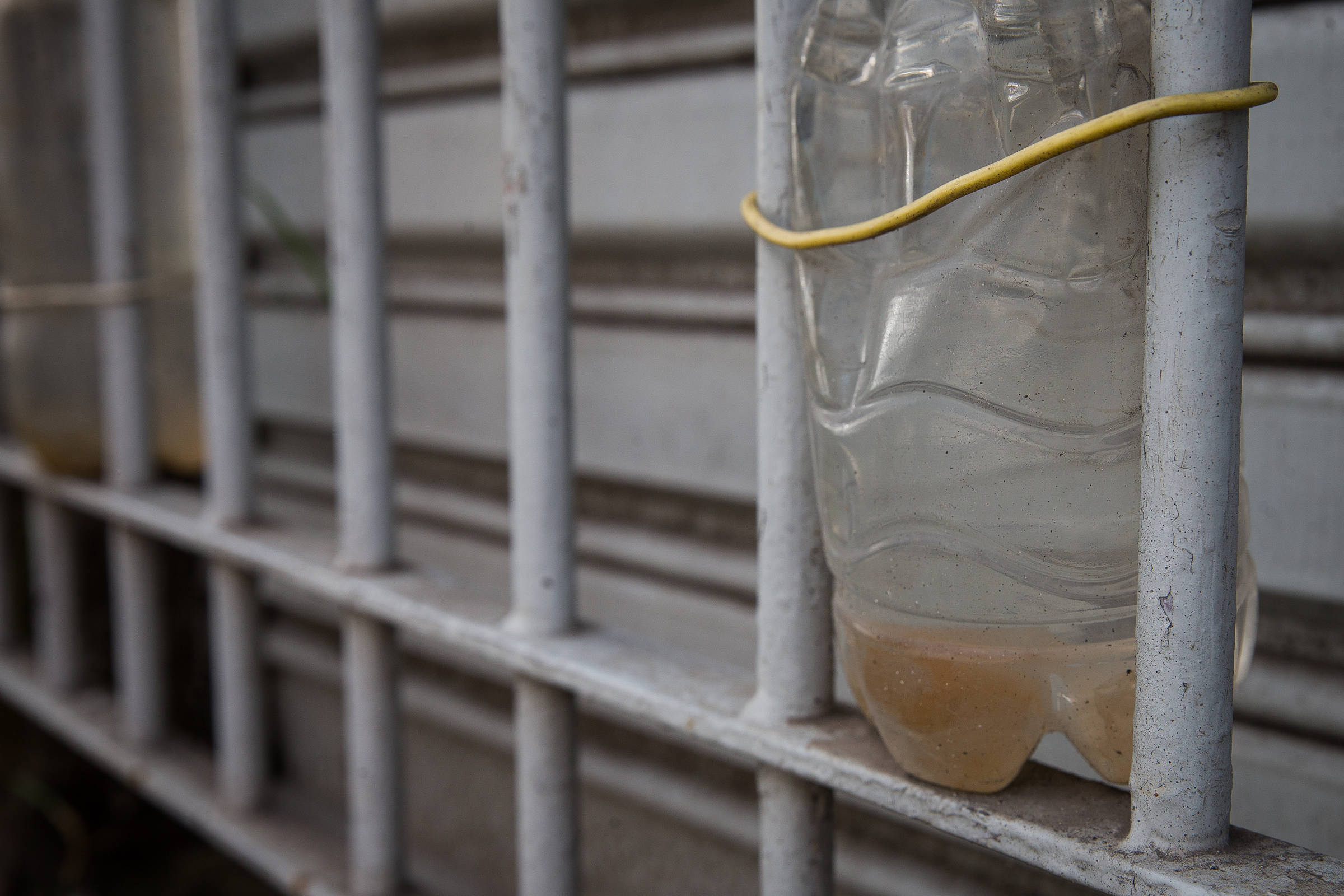 Dengue cresce nas zonas norte e leste da cidade de São Paulo - 14/05/2025 - Equilíbrio e Saúde