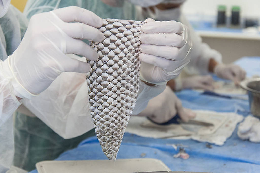 Universidade viabiliza curativo via pele de tilápia - 19/11/2025 - Equilíbrio e Saúde