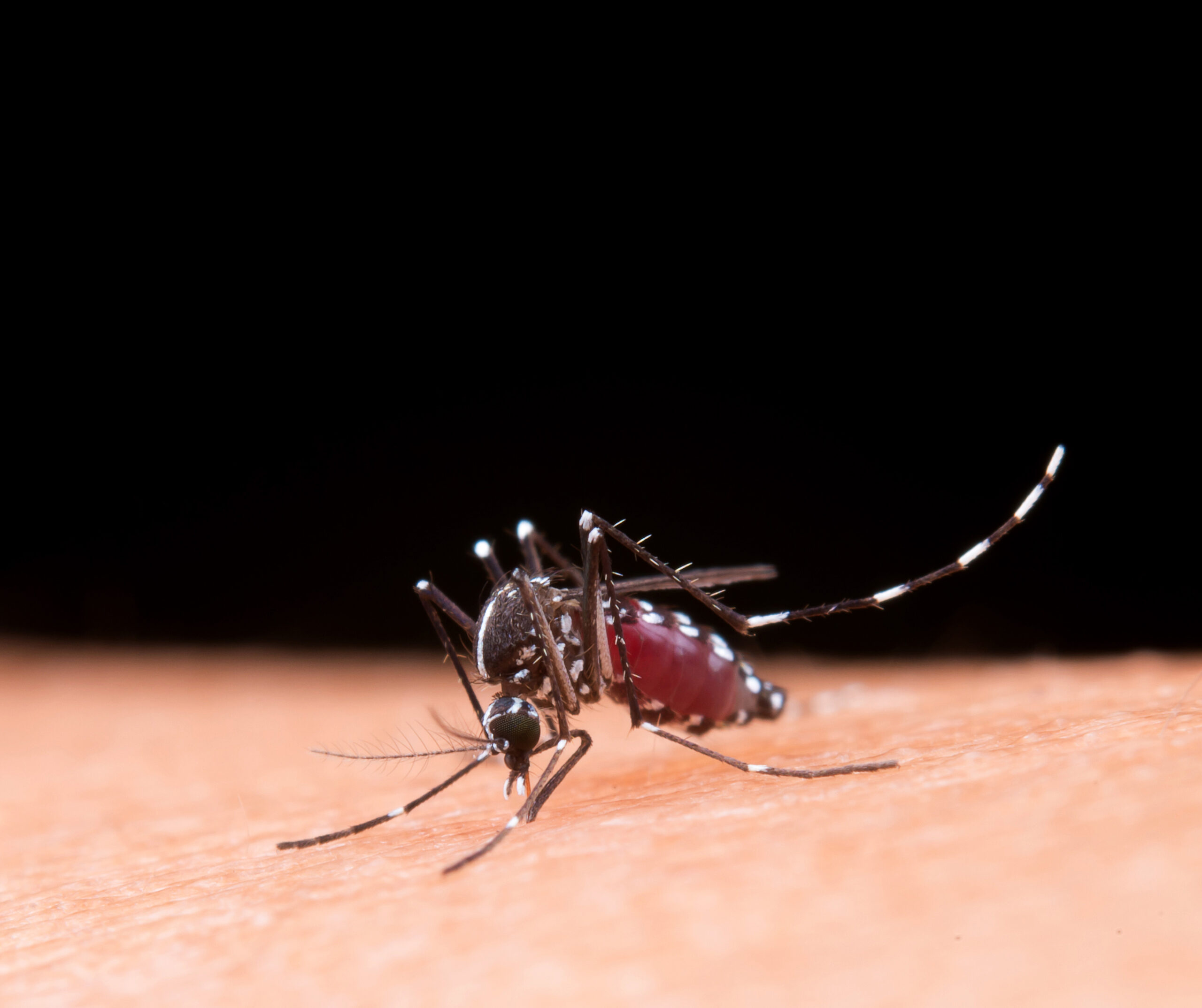 Os meses de janeiro, fevereiro e março concentram o período de maior presença de mosquitos no Brasil. O calor e o aumento das chuvas criam condições ideais para a proliferação do Aedes Aegypti e de diversos pernilongos