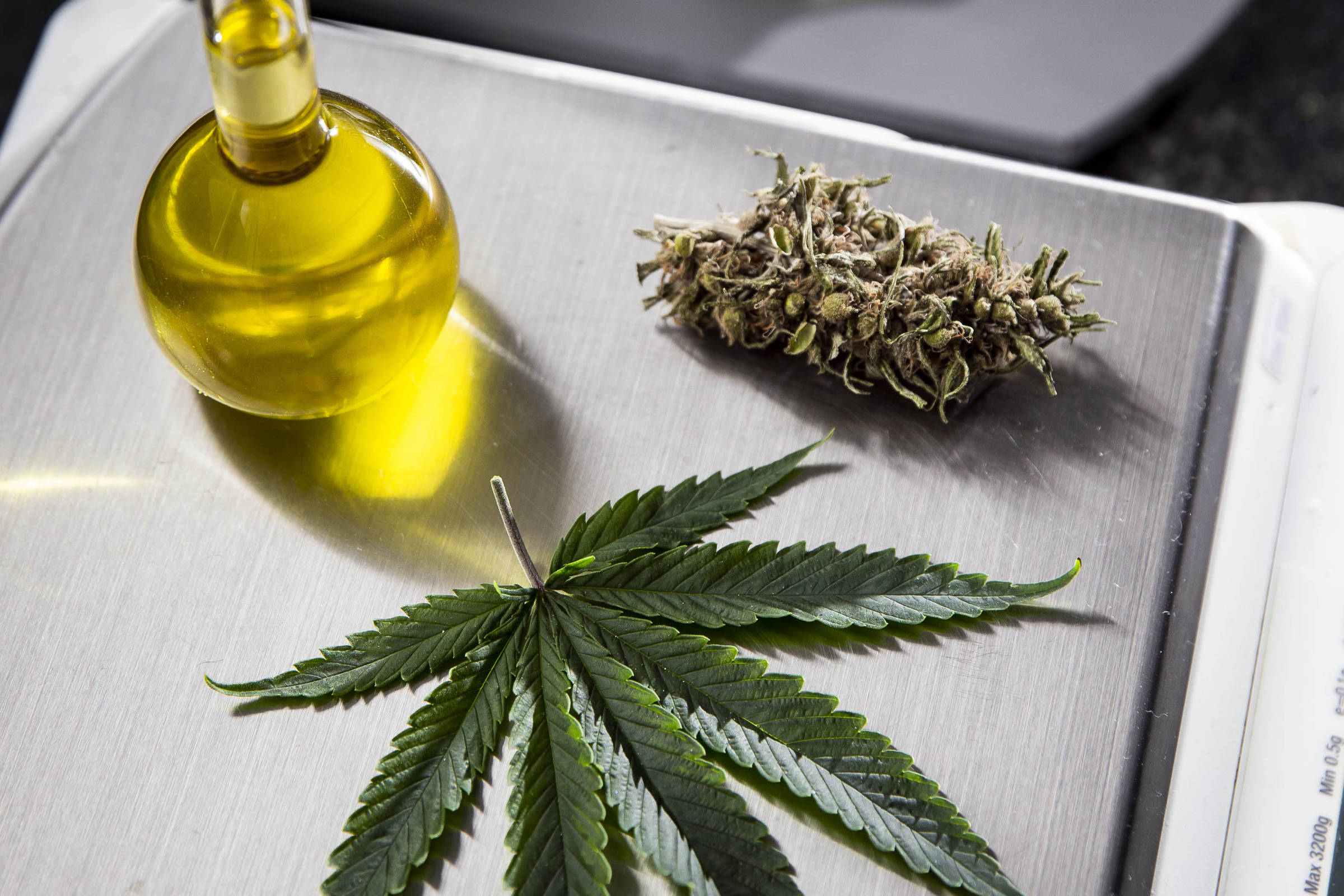 Canabidiol reduz danos do Alzheimer em estudo experimental - 09/04/2026 - Equilíbrio e Saúde