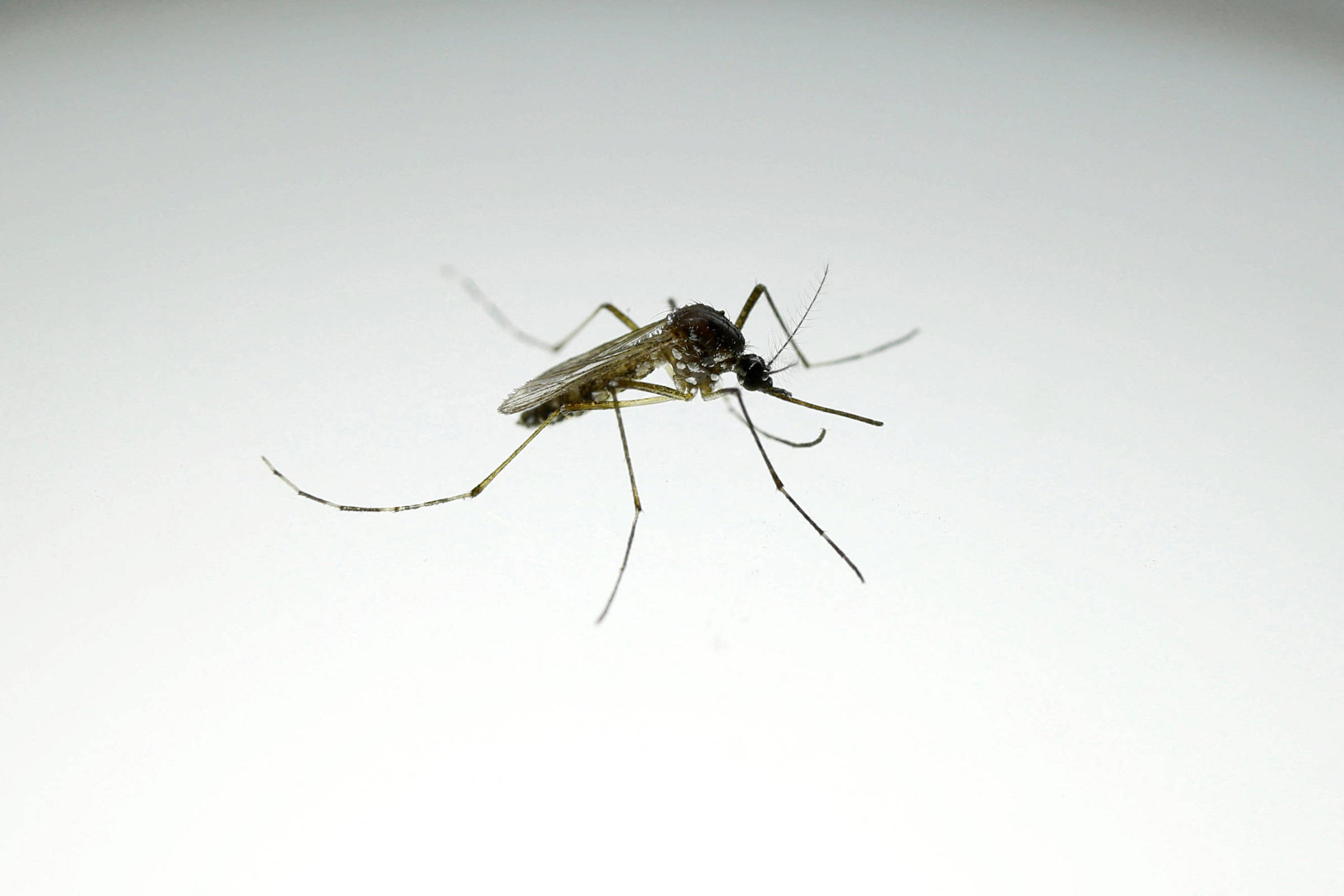 Dengue avança nos EUA e morte sob suspeita acente alerta - 21/09/2026 - Equilíbrio e Saúde
