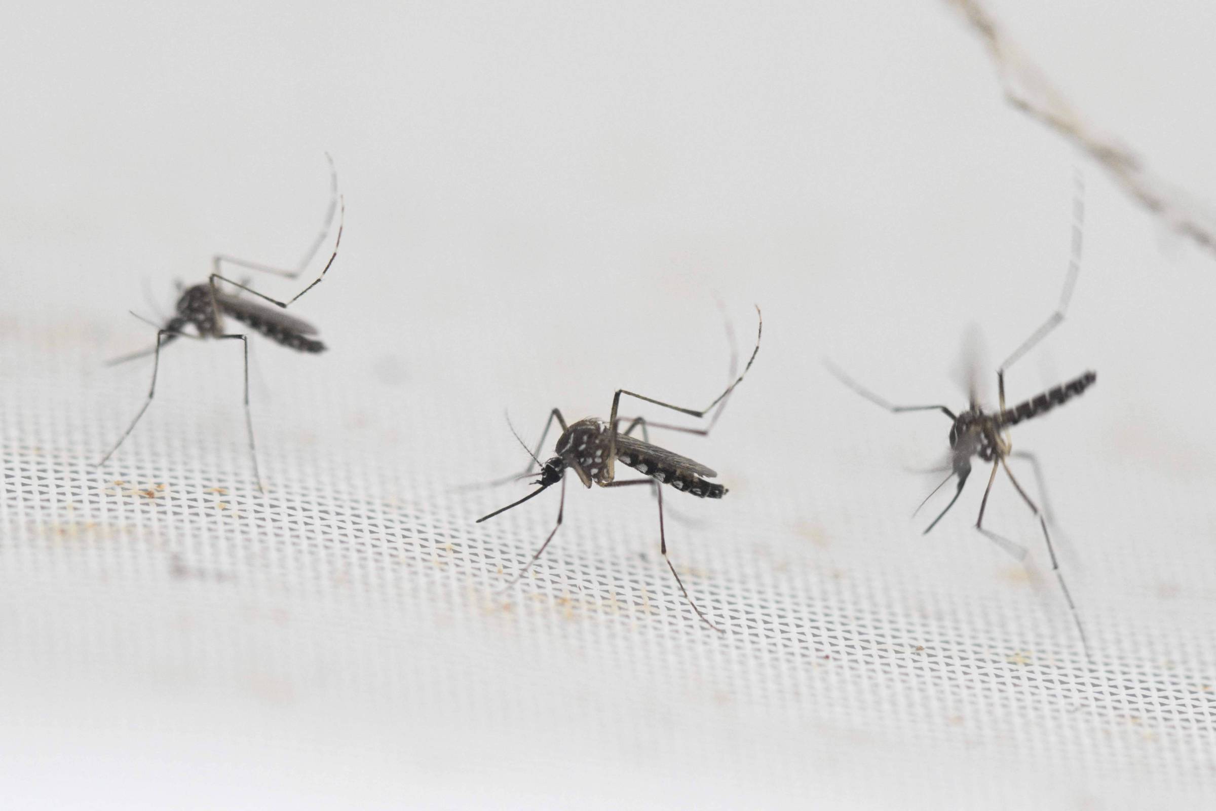 Estado de SP tem 81 municípios em epidemia de dengue - 04/09/2026 - Equilíbrio e Saúde