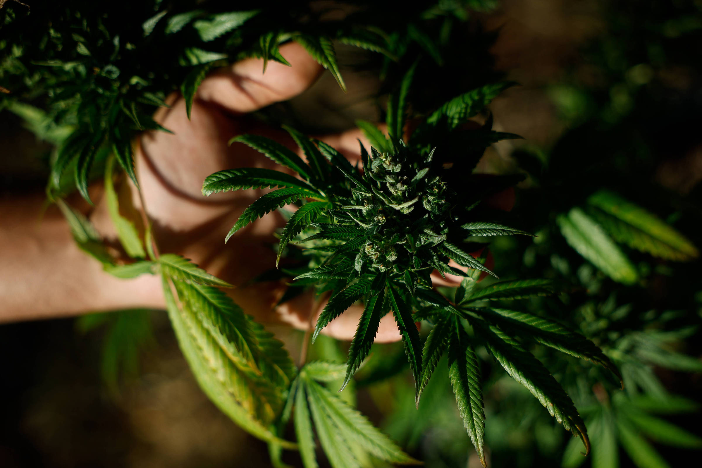 Plano não é obrigado a cobrir Cannabis medicinal, diz STJ - 21/10/2026 - Equilíbrio e Saúde